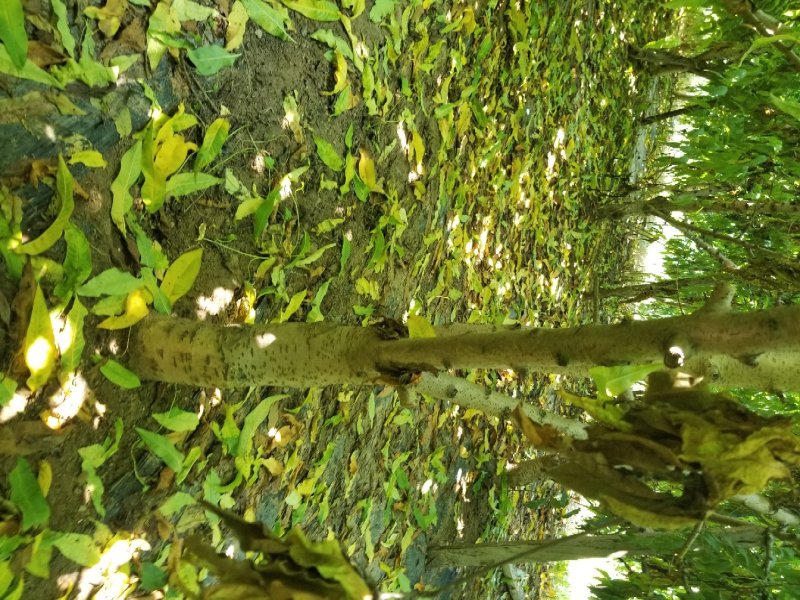 大量出售桃树