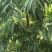 大量出售桃树