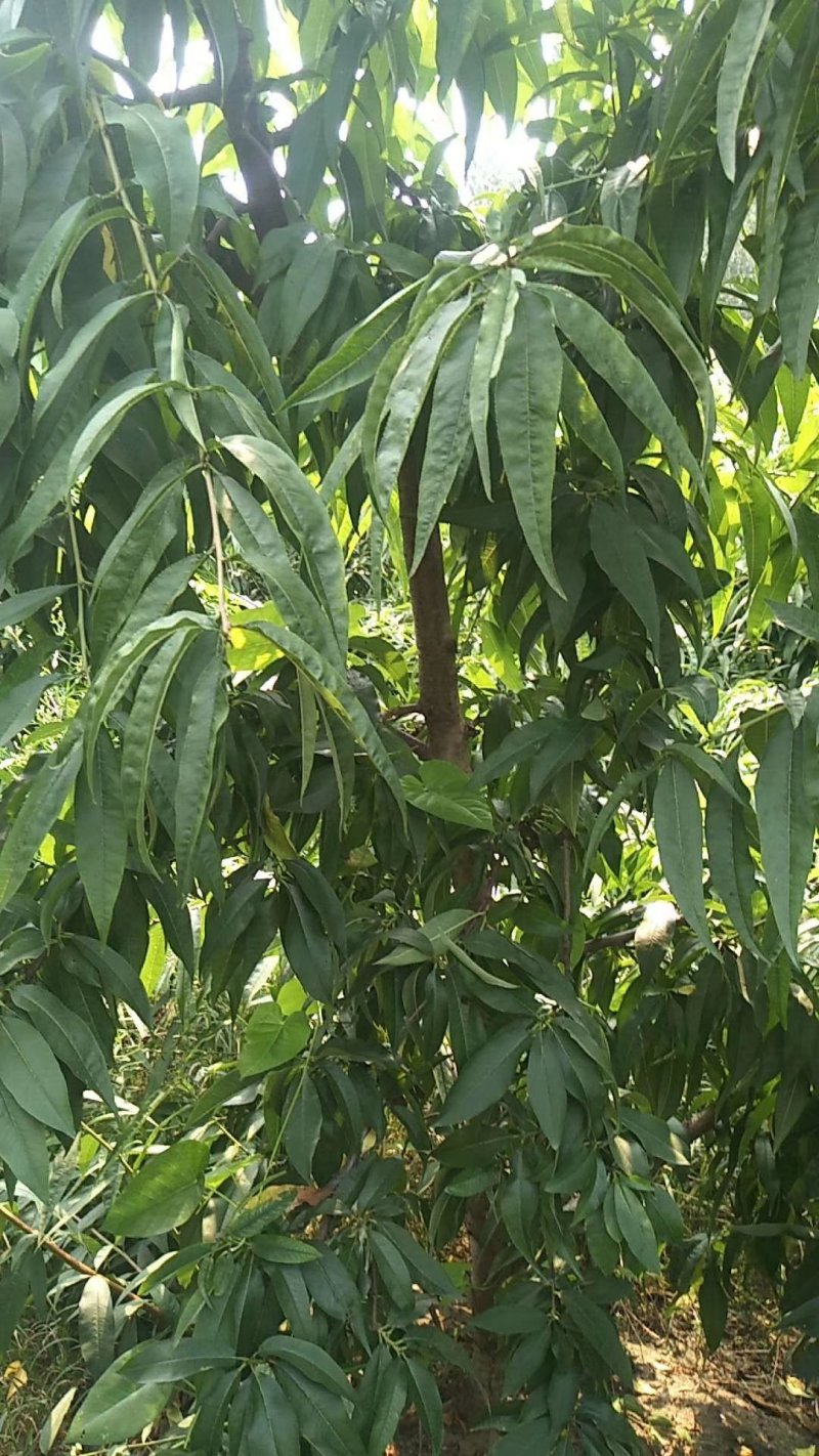 大量出售桃树