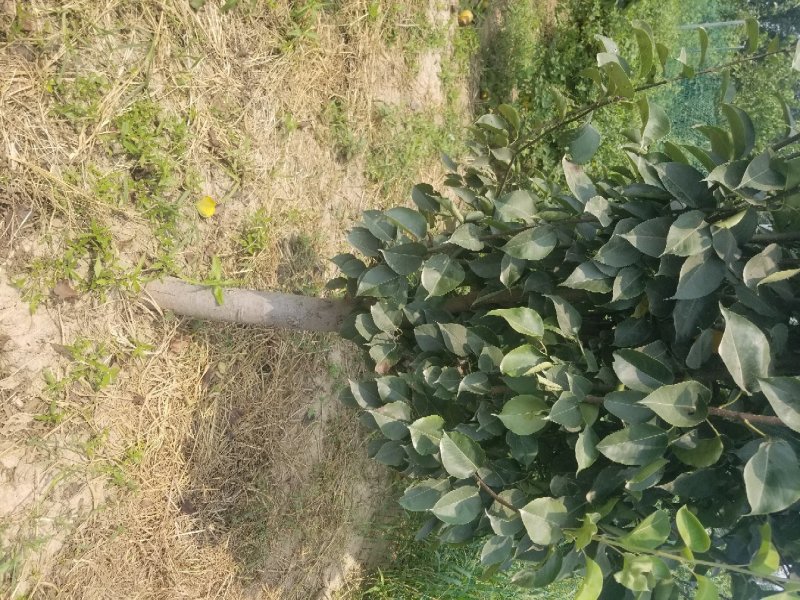 大量出售桃树