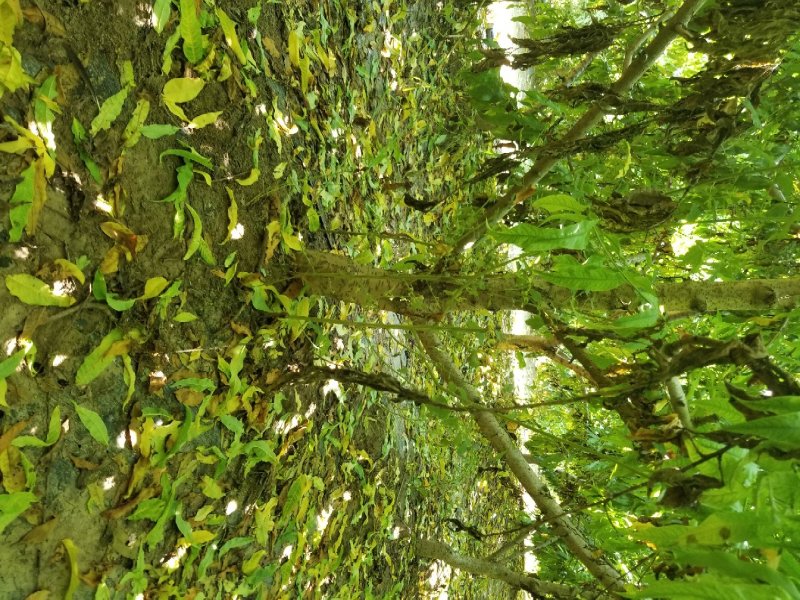大量出售桃树