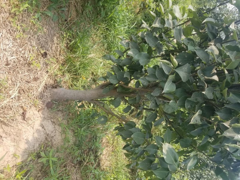 大量出售桃树