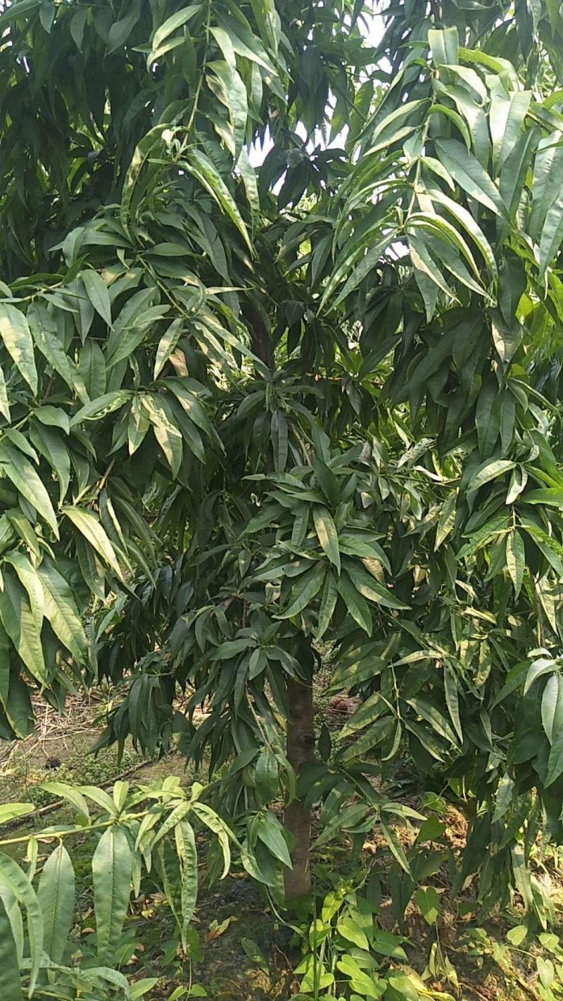 大量出售桃树