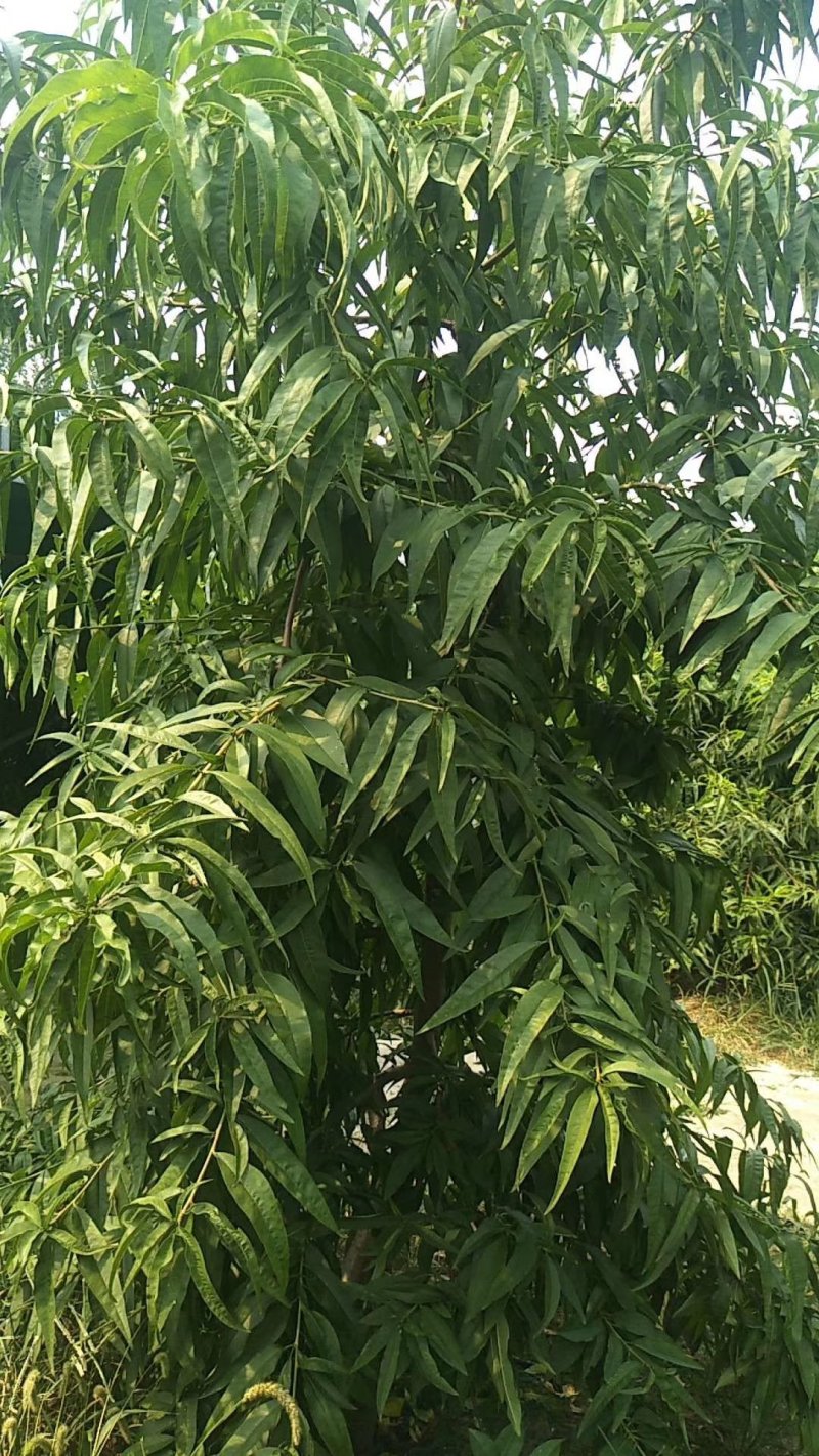 大量出售桃树