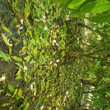 大量出售桃树