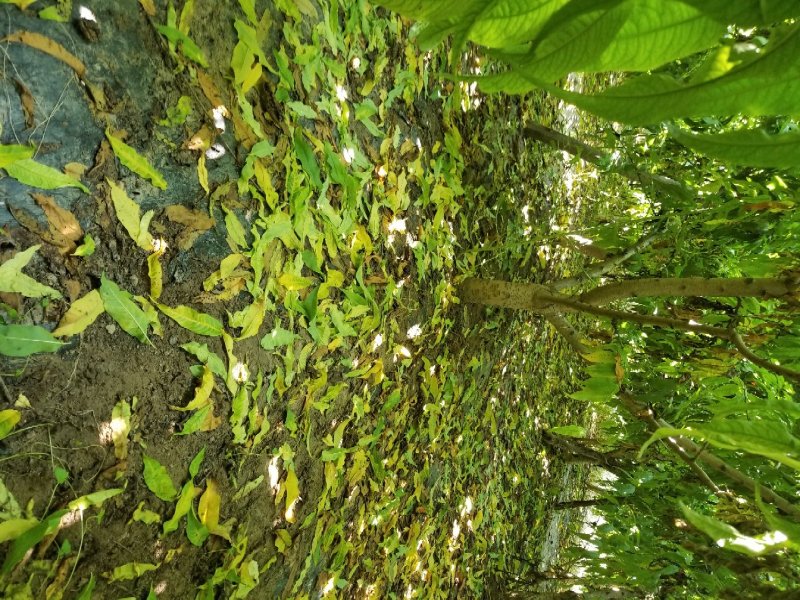 大量出售桃树