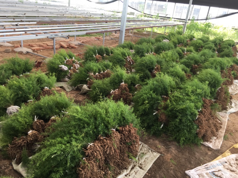 天冬苗，大天冬薯多苗壮，一年大苗，基地批发货真价实
