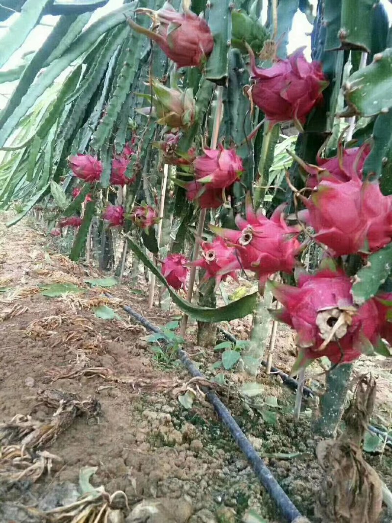 红心火龙果苗，自花授粉，台湾大红