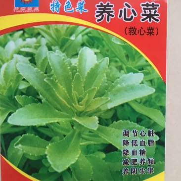 养心菜种子费菜种子特色菜