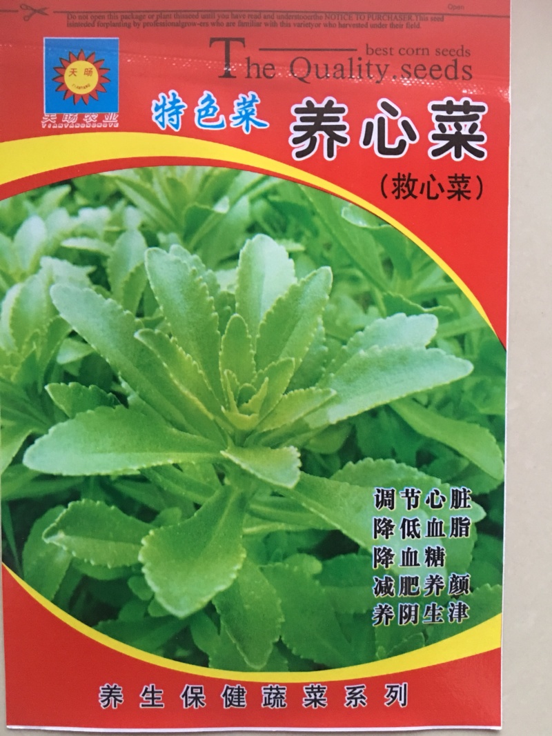 养心菜种子费菜种子特色菜