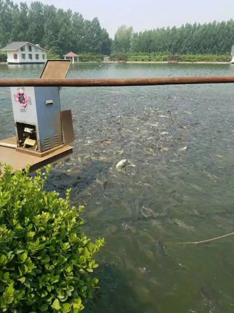 草鱼人工池塘喂养草鱼淡水鱼