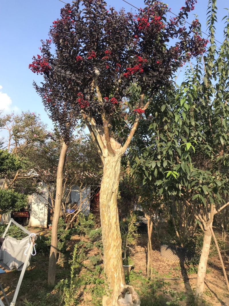 紫薇树苗美国紫薇红火球红火箭