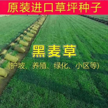 黑麦草草易播种草黑麦草种子多年生黑麦草种子四季播种长期青