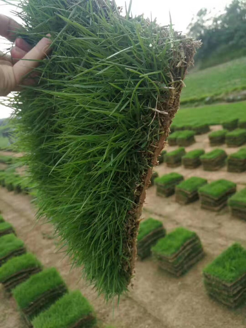 黑麦草草易播种草黑麦草种子多年生黑麦草种子四季播种长期青