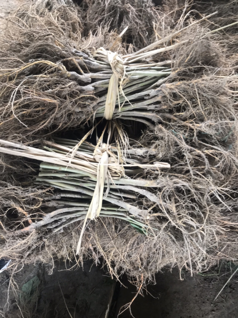 无籽大十果桑苗海宁嫁接苗产量高，结果快，提供技术