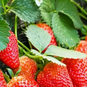 【品种】佐贺清香草莓苗草莓苗新品种草莓苗批发草莓苗新品种