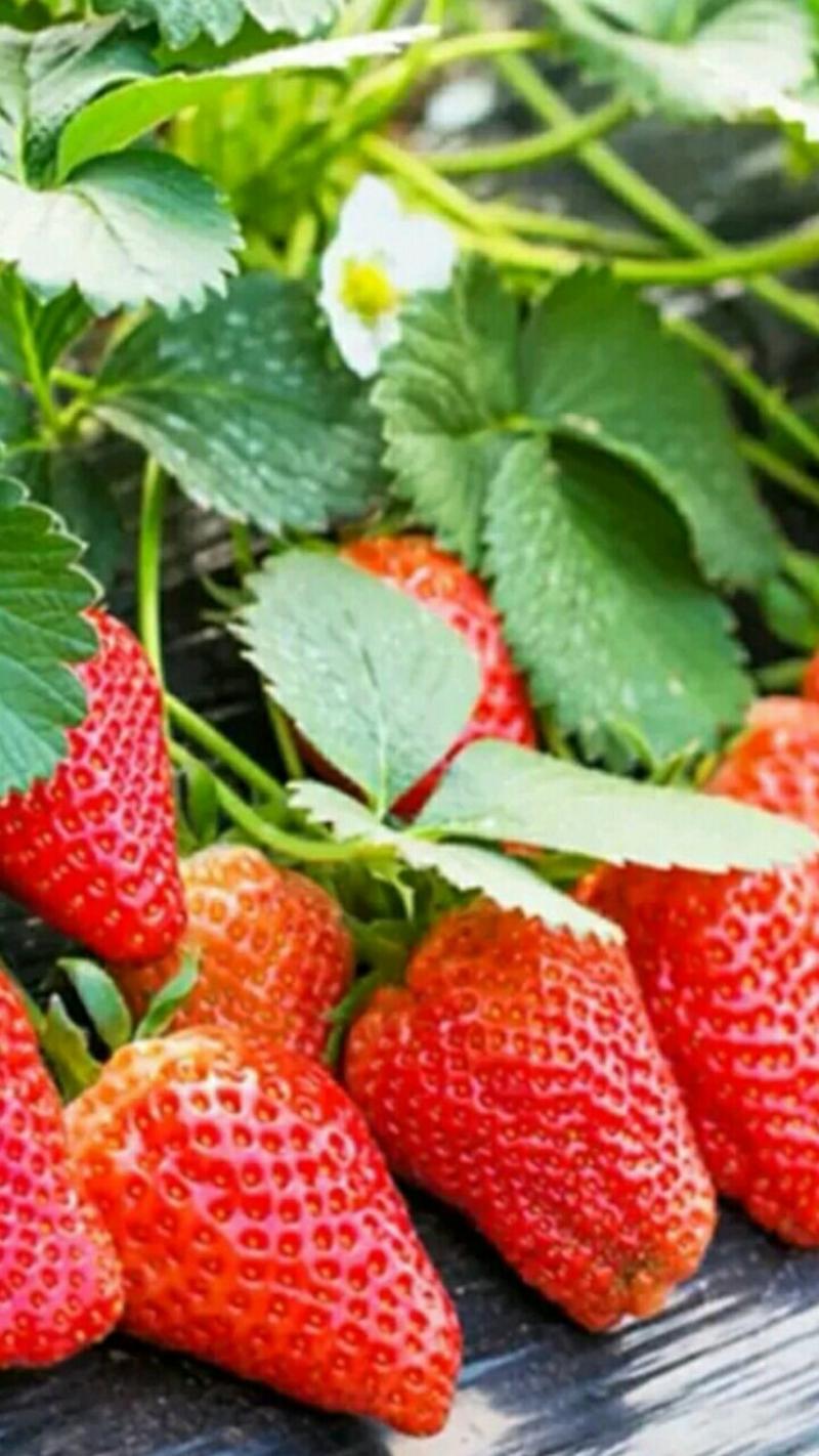 【品种】佐贺清香草莓苗草莓苗新品种草莓苗批发草莓苗新品种