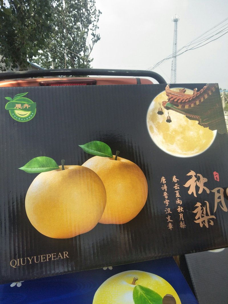 秋月梨
