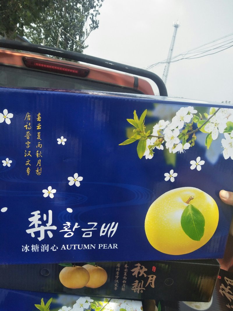 秋月梨