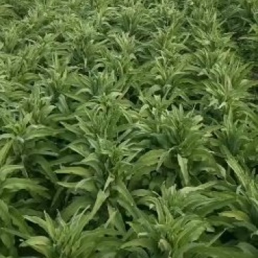 河北香河县精品莴笋大量上市欢迎老板过来洽谈