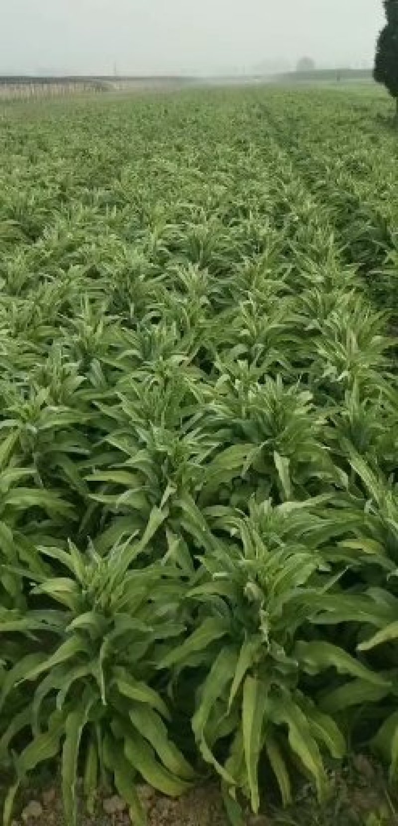 河北香河县精品莴笋大量上市欢迎老板过来洽谈