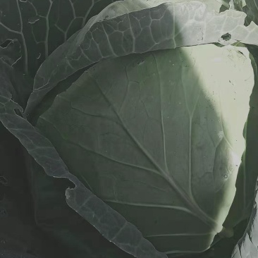 圆包菜
