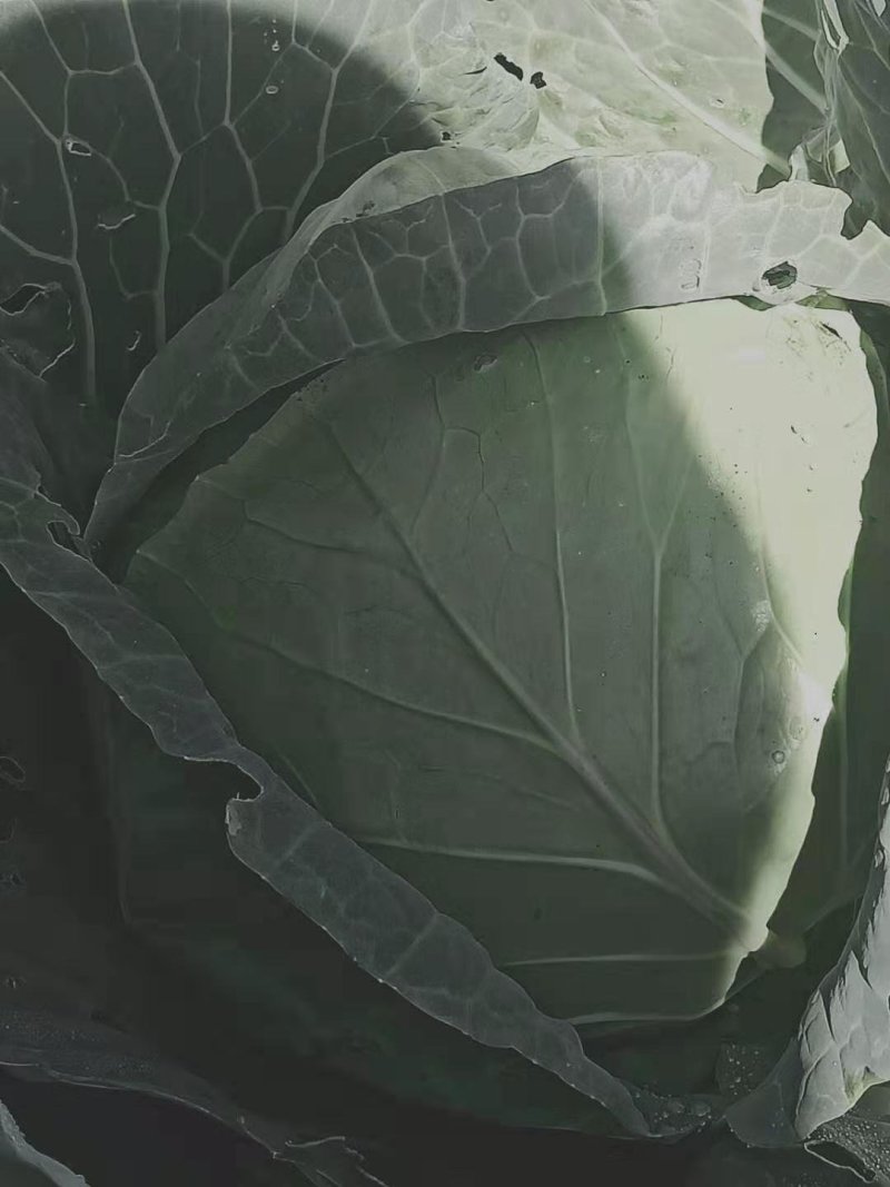 圆包菜