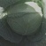 圆包菜
