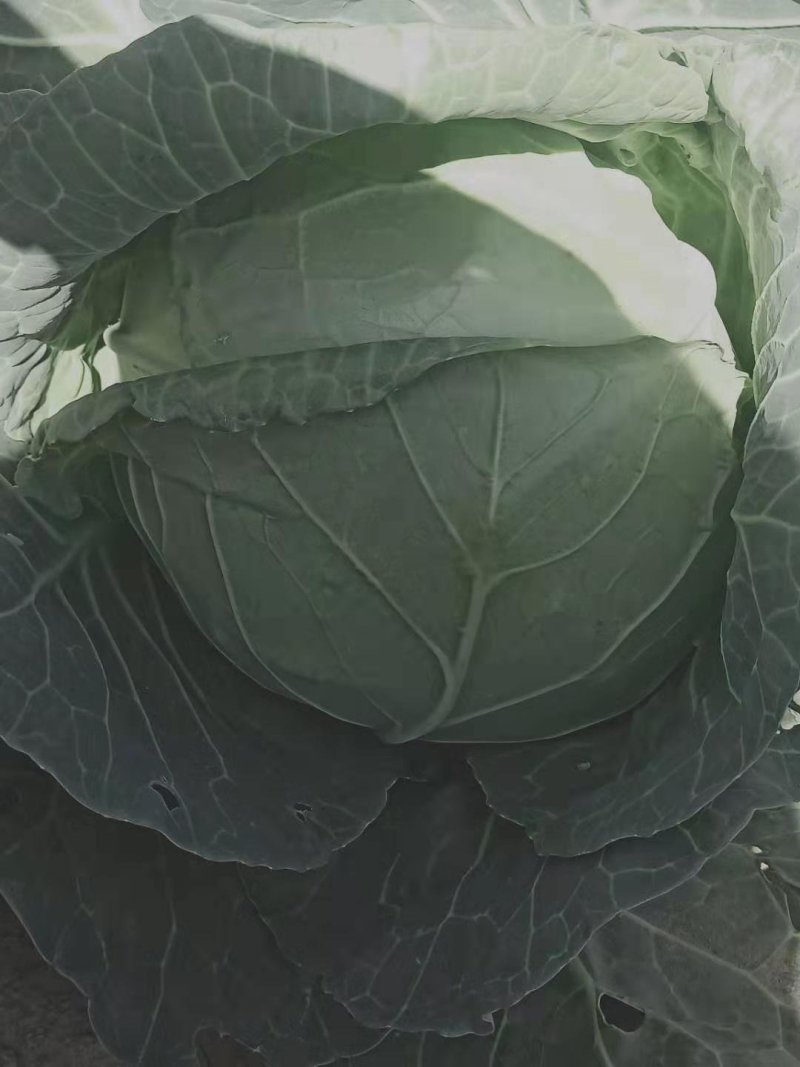 圆包菜