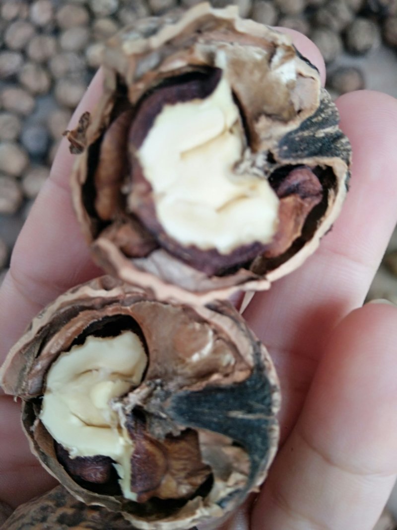 老树薄皮核桃