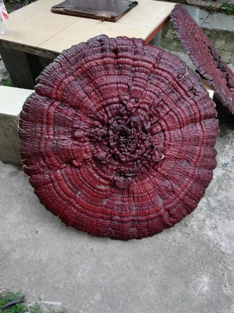 精品覌赏灵芝，灵芝盆景红花灵芝收藏、送礼、摆件