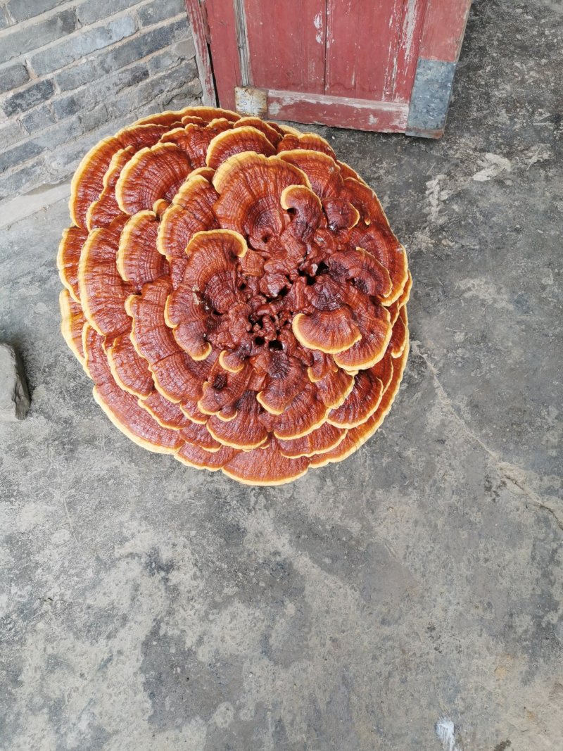 精品覌赏灵芝，灵芝盆景红花灵芝收藏、送礼、摆件