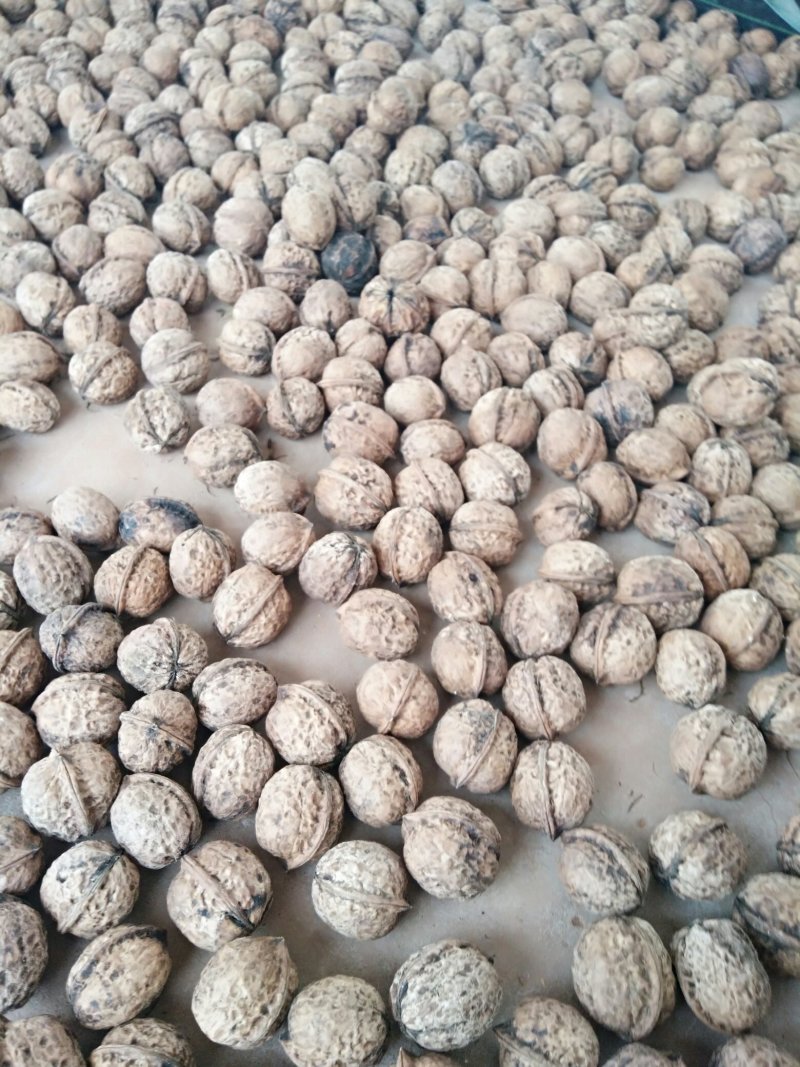 老树薄皮核桃
