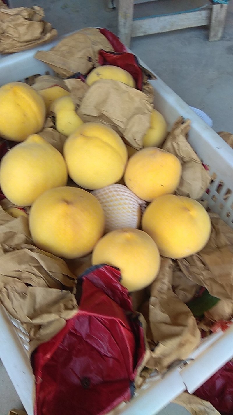 晚黄金桃