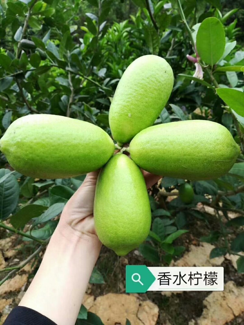 香水柠檬苗