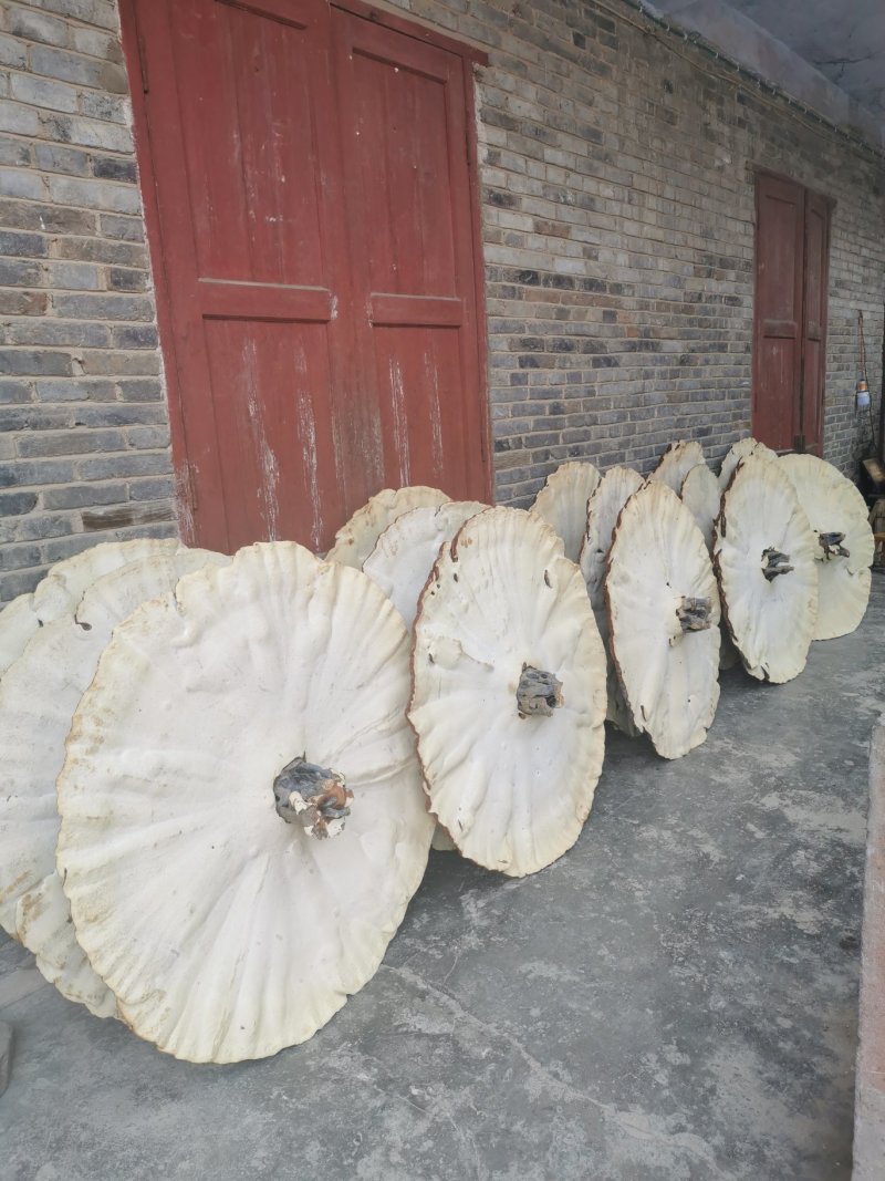 贵州灵芝灵芝盆景产地直销物美价廉摆件收藏送礼