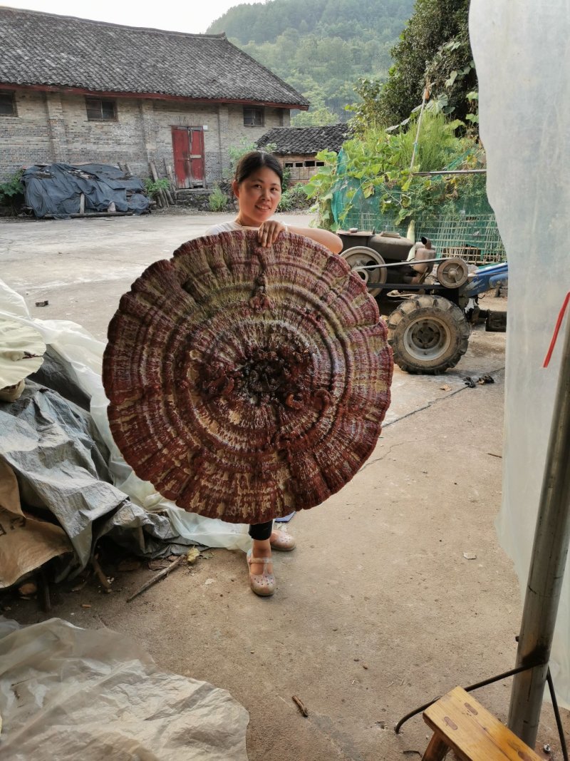 贵州灵芝灵芝盆景产地直销物美价廉摆件收藏送礼