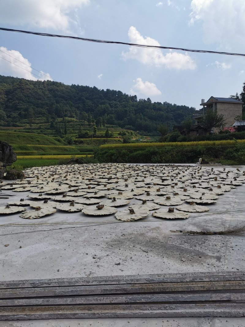 贵州灵芝灵芝盆景产地直销物美价廉摆件收藏送礼