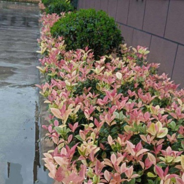 桂花苗珍珠彩叶桂彩叶桂花树苗10-50公分庭院盆栽小苗