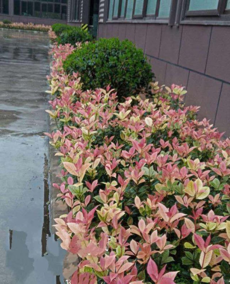 桂花苗珍珠彩叶桂彩叶桂花树苗10-50公分庭院盆栽小苗