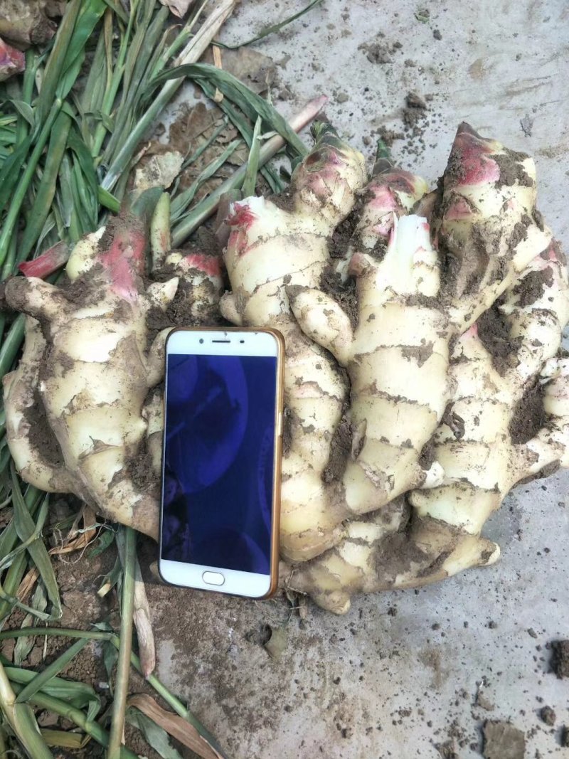 生姜，产地直销，大量供应，一手货源，价格便宜