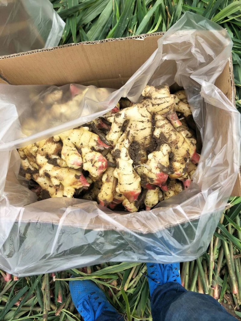 生姜，产地直销，大量供应，一手货源，价格便宜