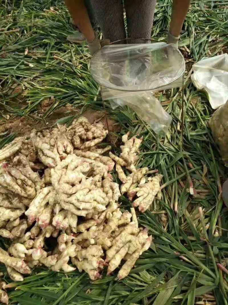 生姜，产地直销，大量供应，一手货源，价格便宜