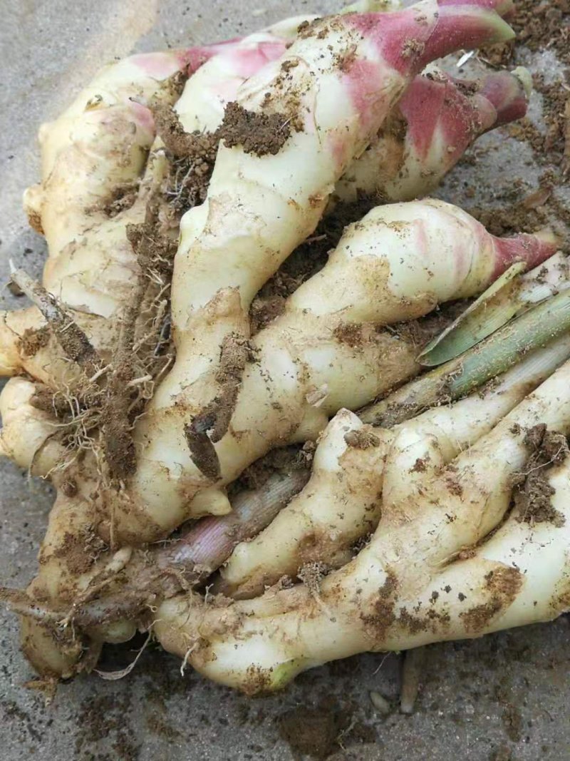 生姜，产地直销，大量供应，一手货源，价格便宜