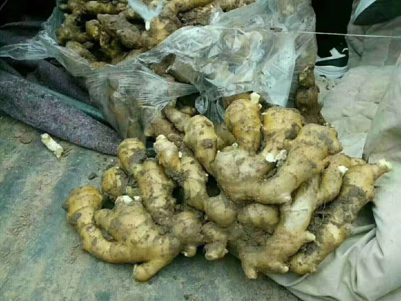 生姜，产地直销，大量供应，一手货源，价格便宜