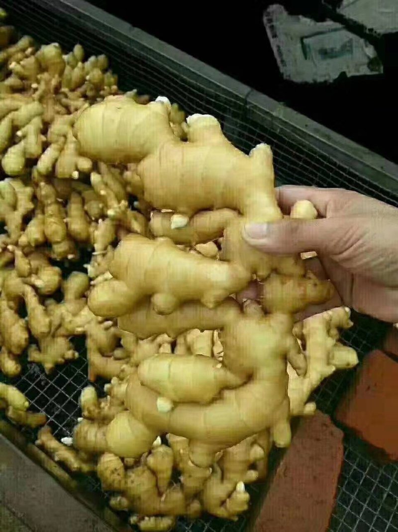 生姜，产地直销，大量供应，一手货源，价格便宜