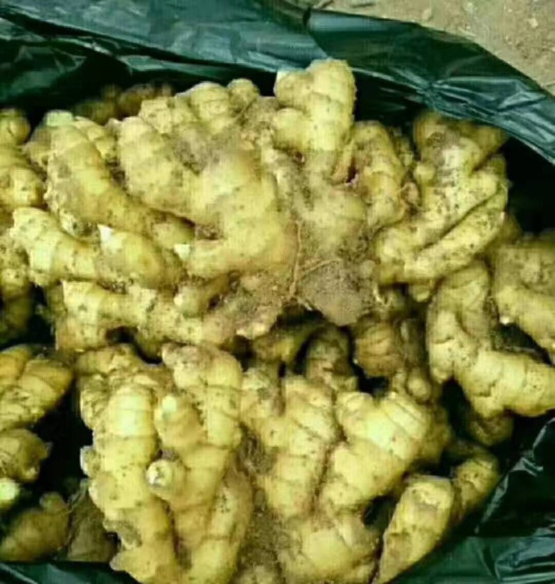 生姜，产地直销，大量供应，一手货源，价格便宜