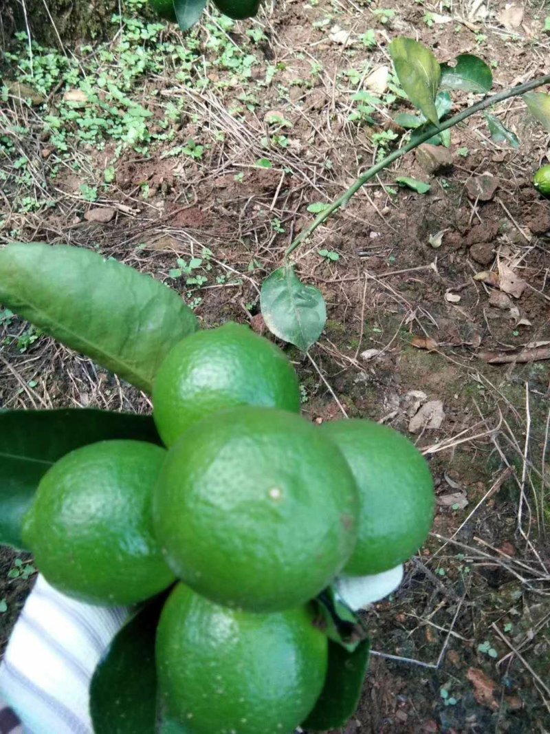 越南无籽青柠檬