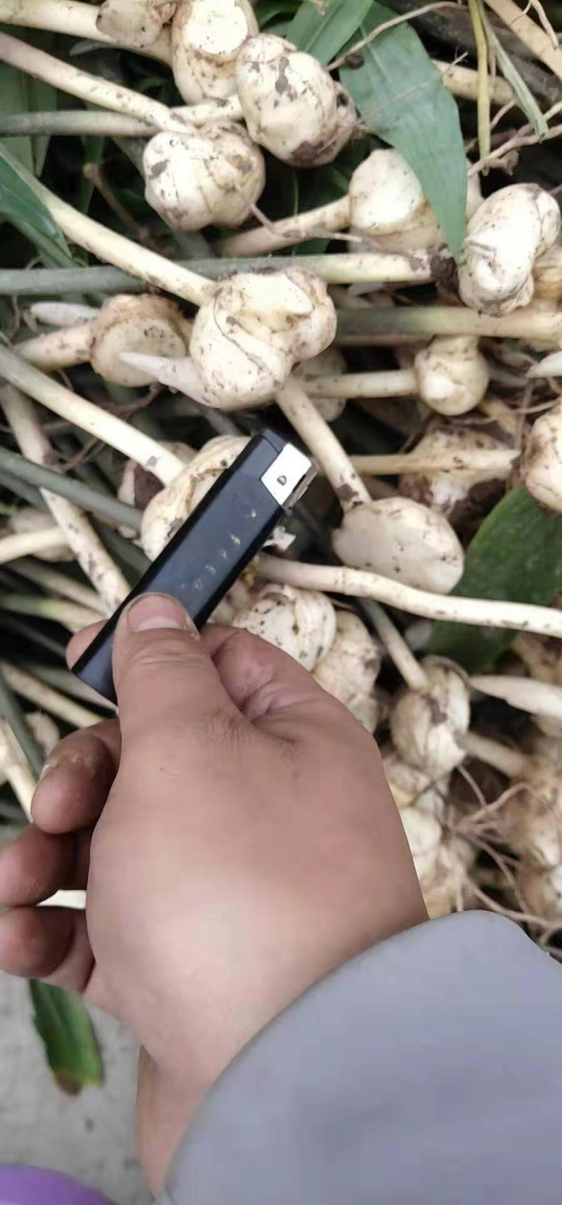 黄精苗，多花姜型甜黄精种苗，成活率90%，一件代发
