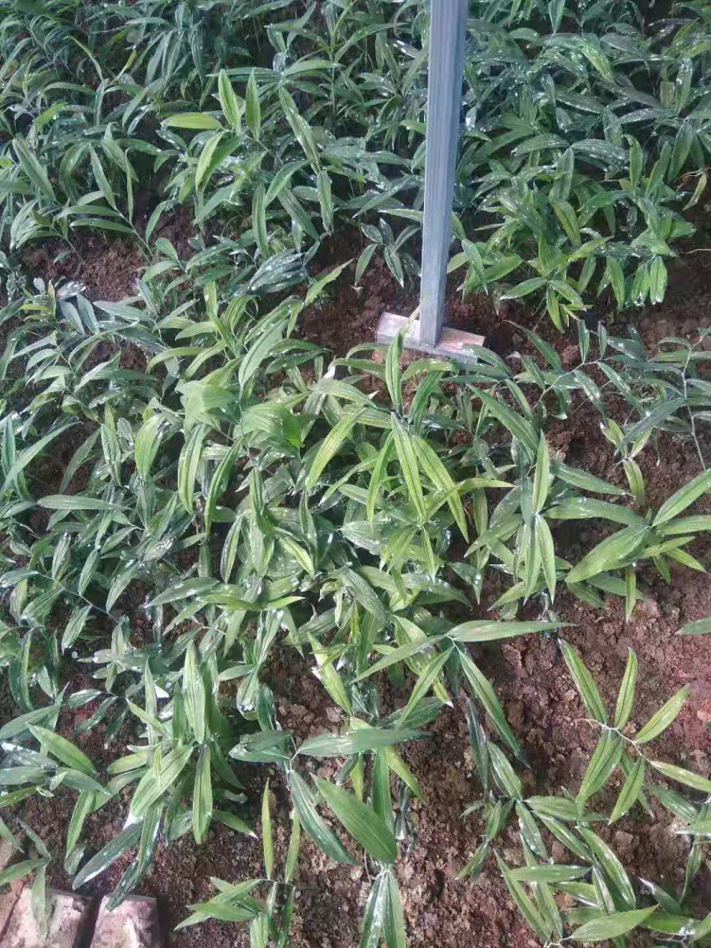 黄精苗，多花姜型甜黄精种苗，成活率90%，一件代发